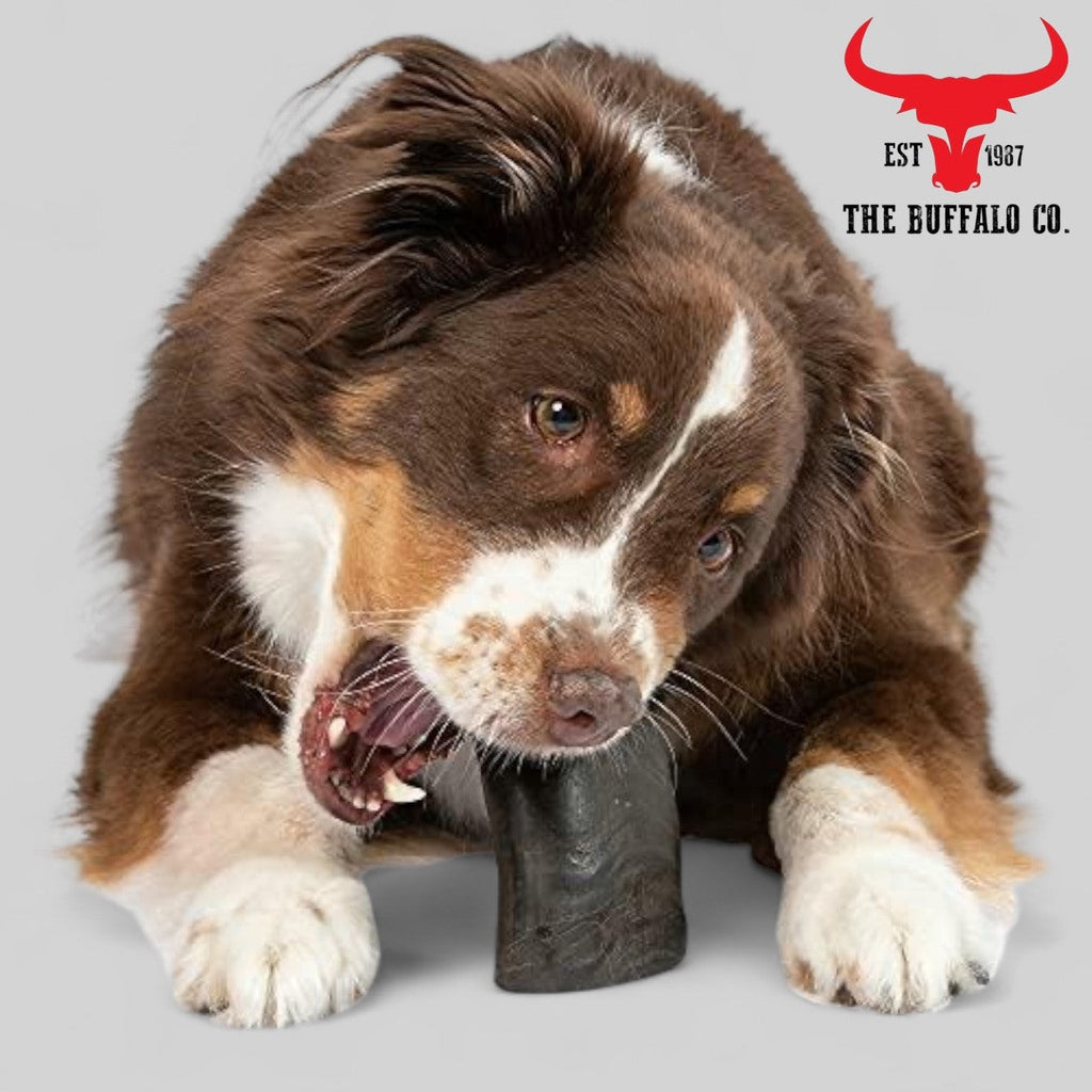 Natural Buffalo Horn Dog Chew – Small 4–5in