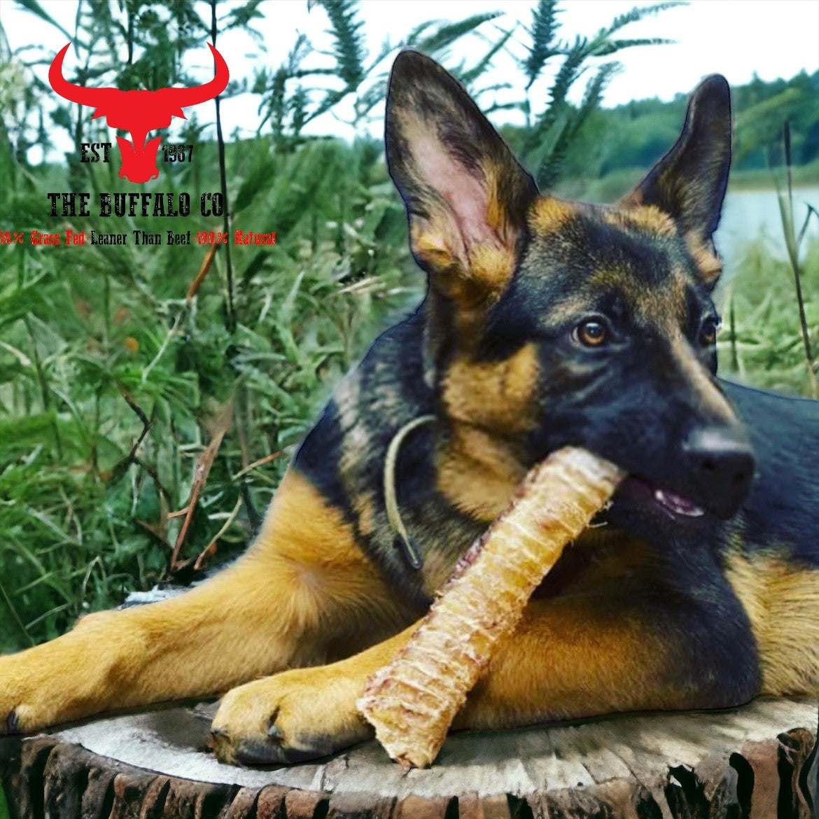 Natural Buffalo Trachea Rounds – 100g or 1kg